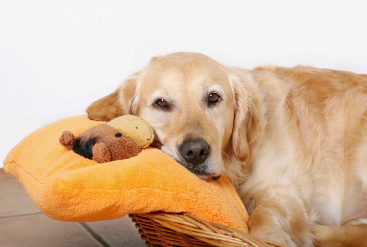Dişi Köpeklerde Yalancı Gebelik Azizler Veterinerlik ve Zirai